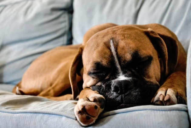 How to Reduce Pet Dander and Odors