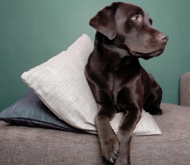Can You Keep Your Pets Comfortable and Save Money?