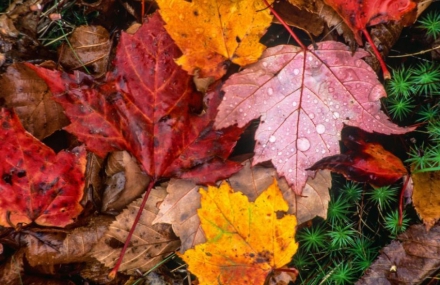 6 Tips to Prepare Your Home for Fall