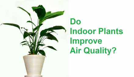 Do Indoor Plants Improve Air Quality?